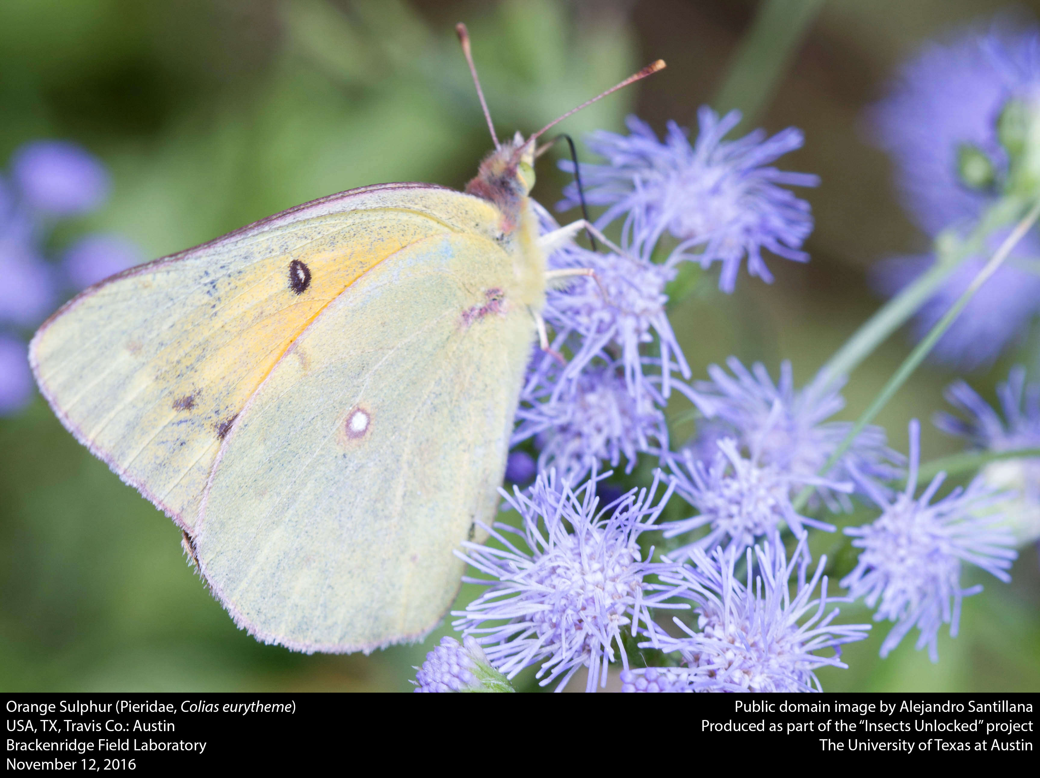 Image of Orange Sulphur