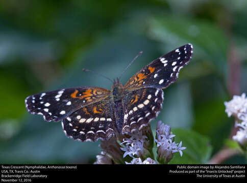 Image of Anthanassa texana