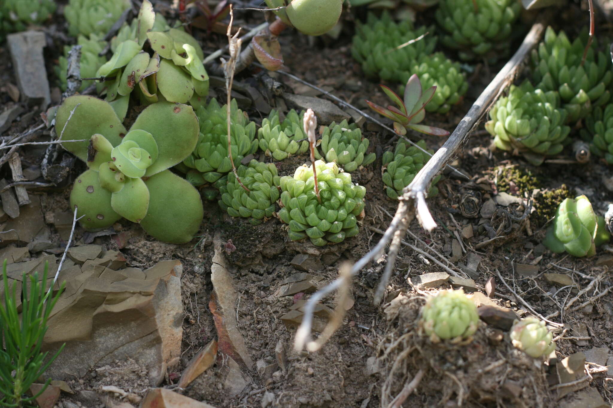 Image of Haworthia cymbiformis var. incurvula (Poelln.) M. B. Bayer