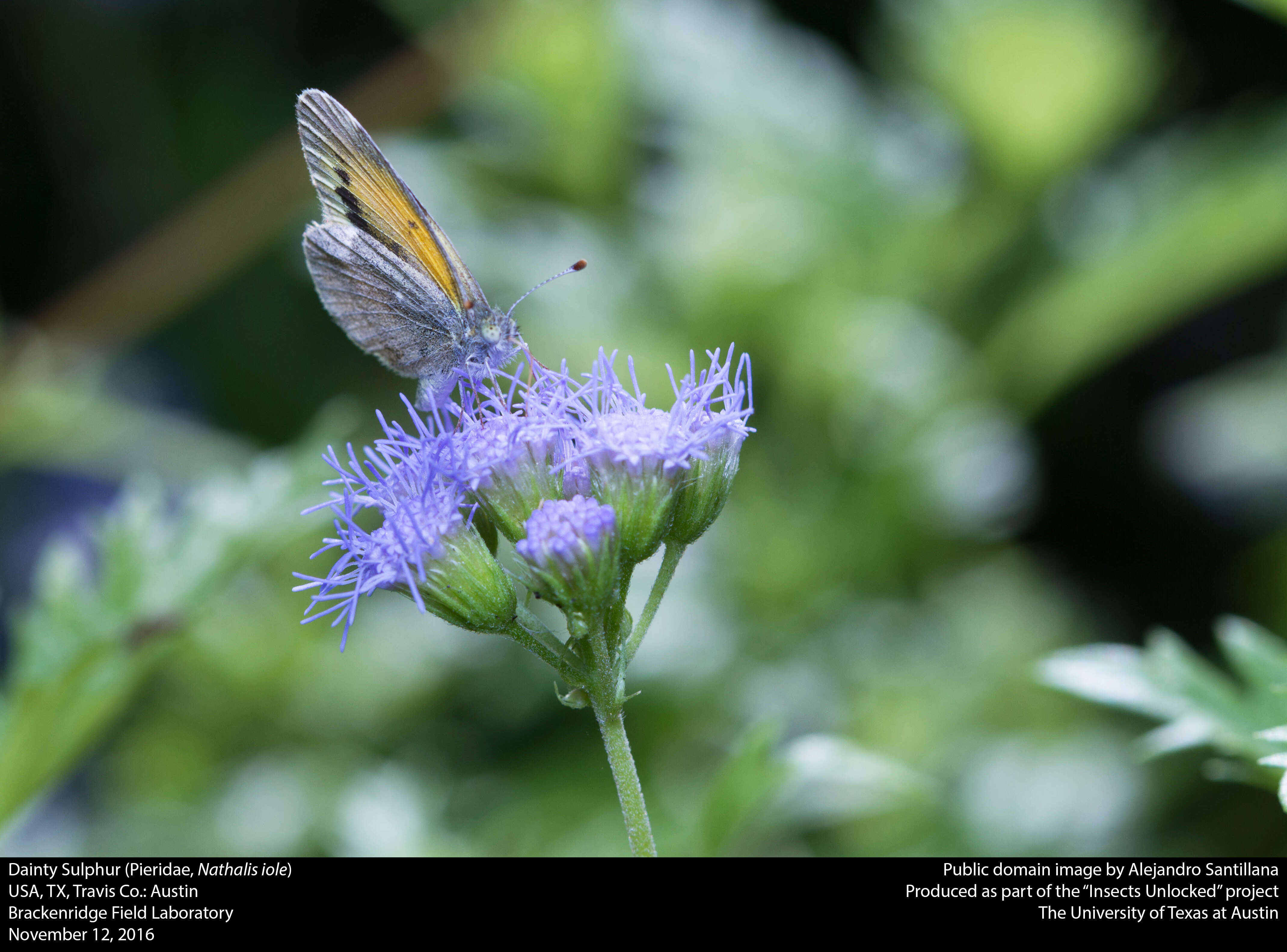 Image of Dainty Sulphur