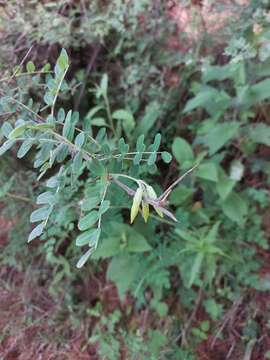 Image of Caragana brevispina Benth.