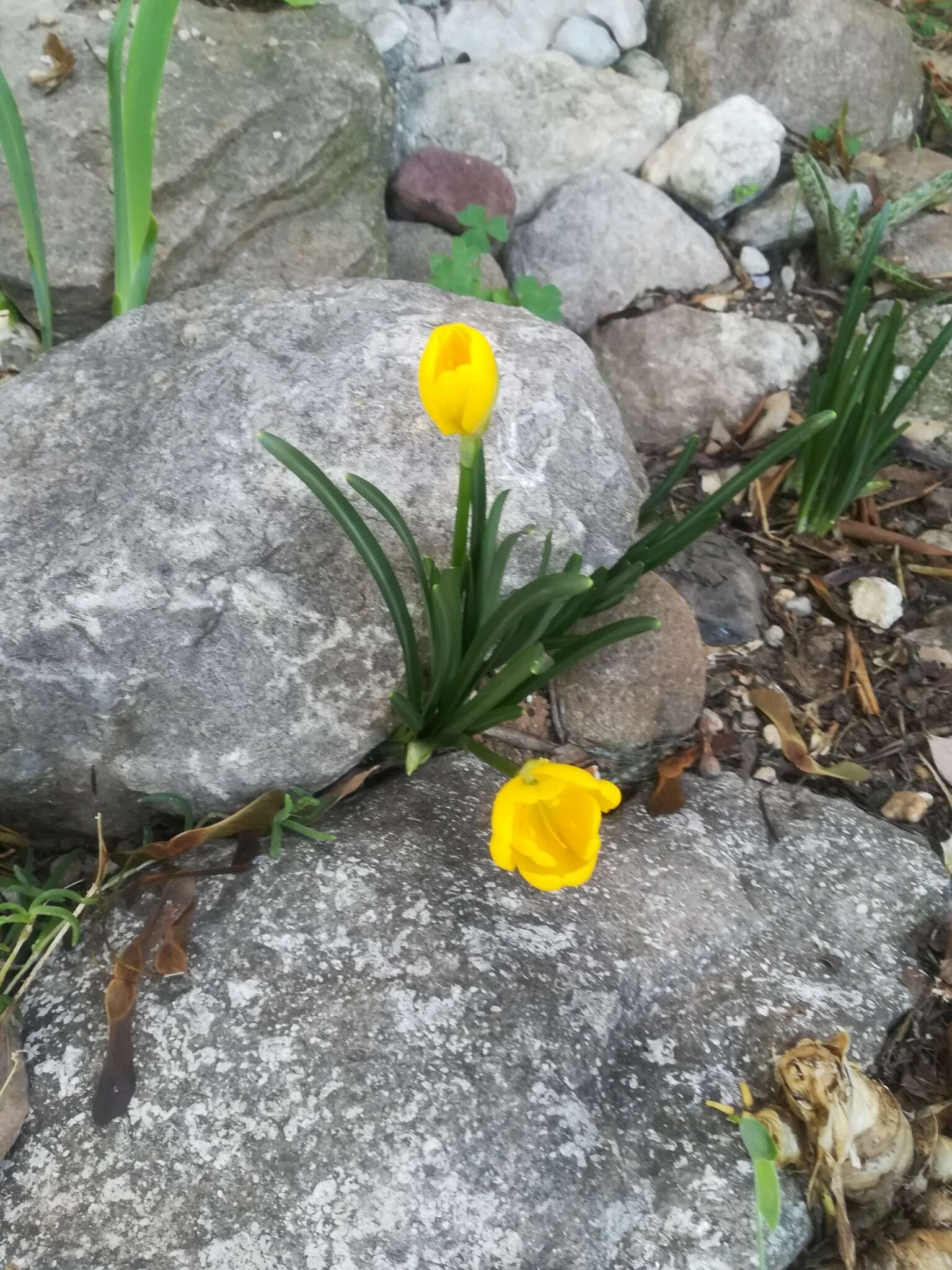 Image of winter daffodil