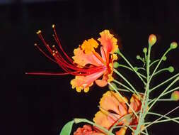 Image of Dwarf Poinciana