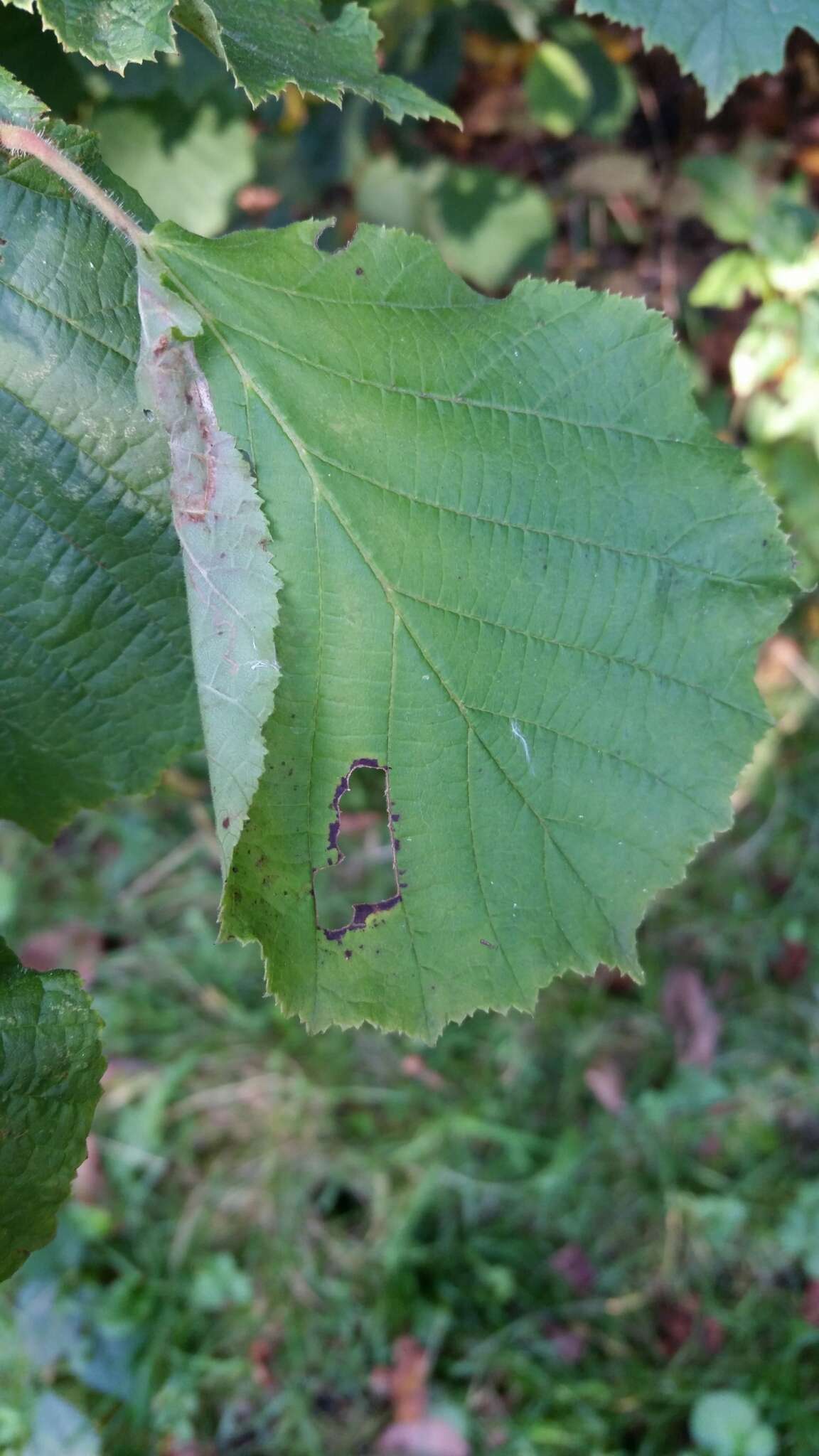 Image of Hazel Slender