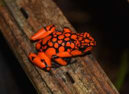 Image of Oophaga solanensis Posso-Terranova & Andrés 2018