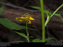 Agapostemon texanus Cresson 1872的圖片