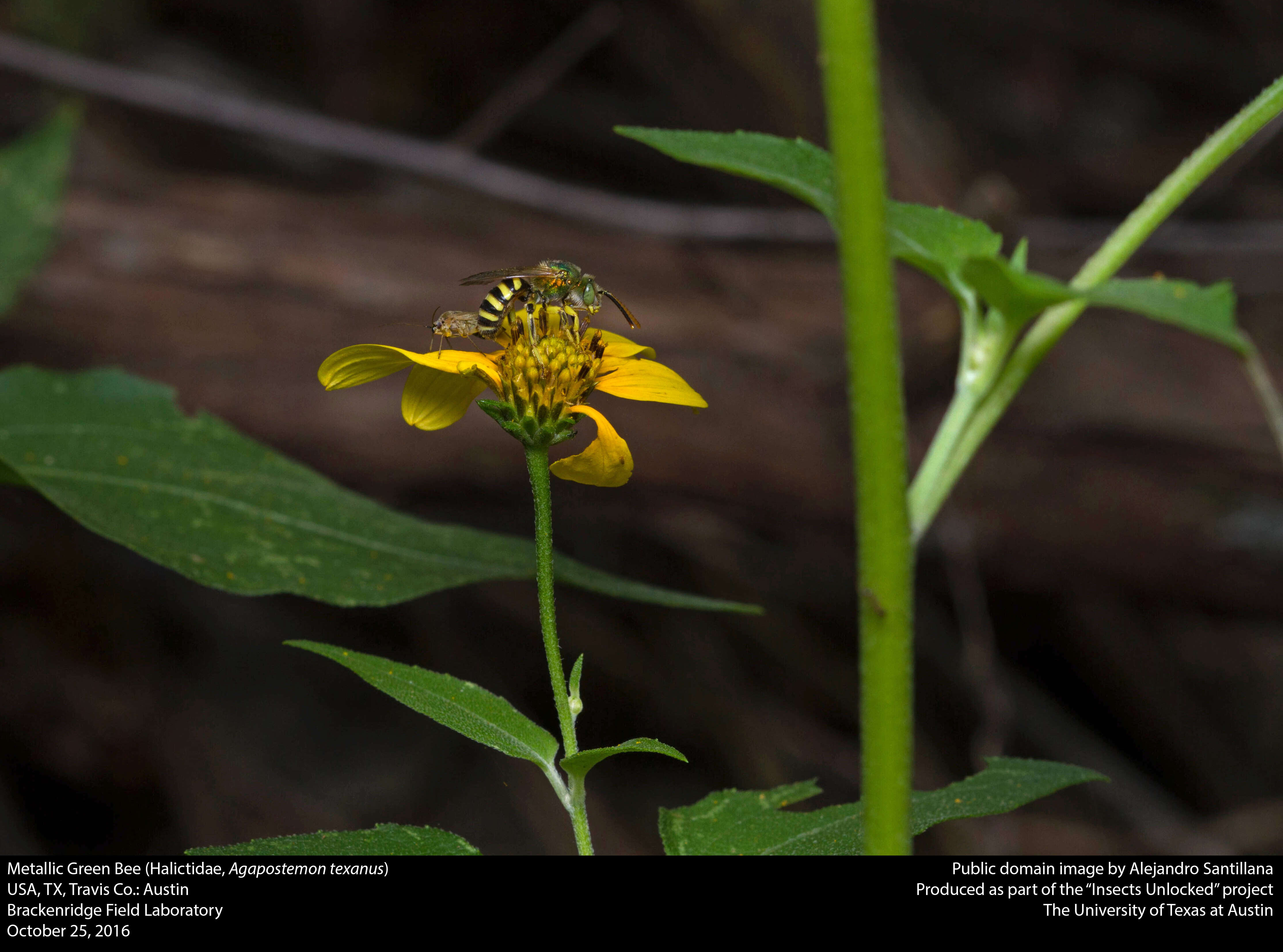 Agapostemon texanus Cresson 1872的圖片