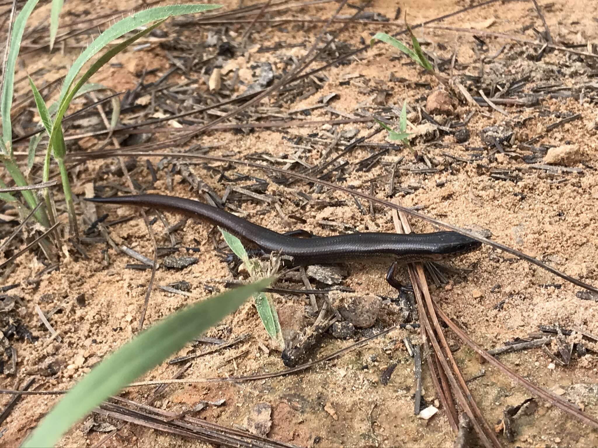 Image of Red Forest Skink