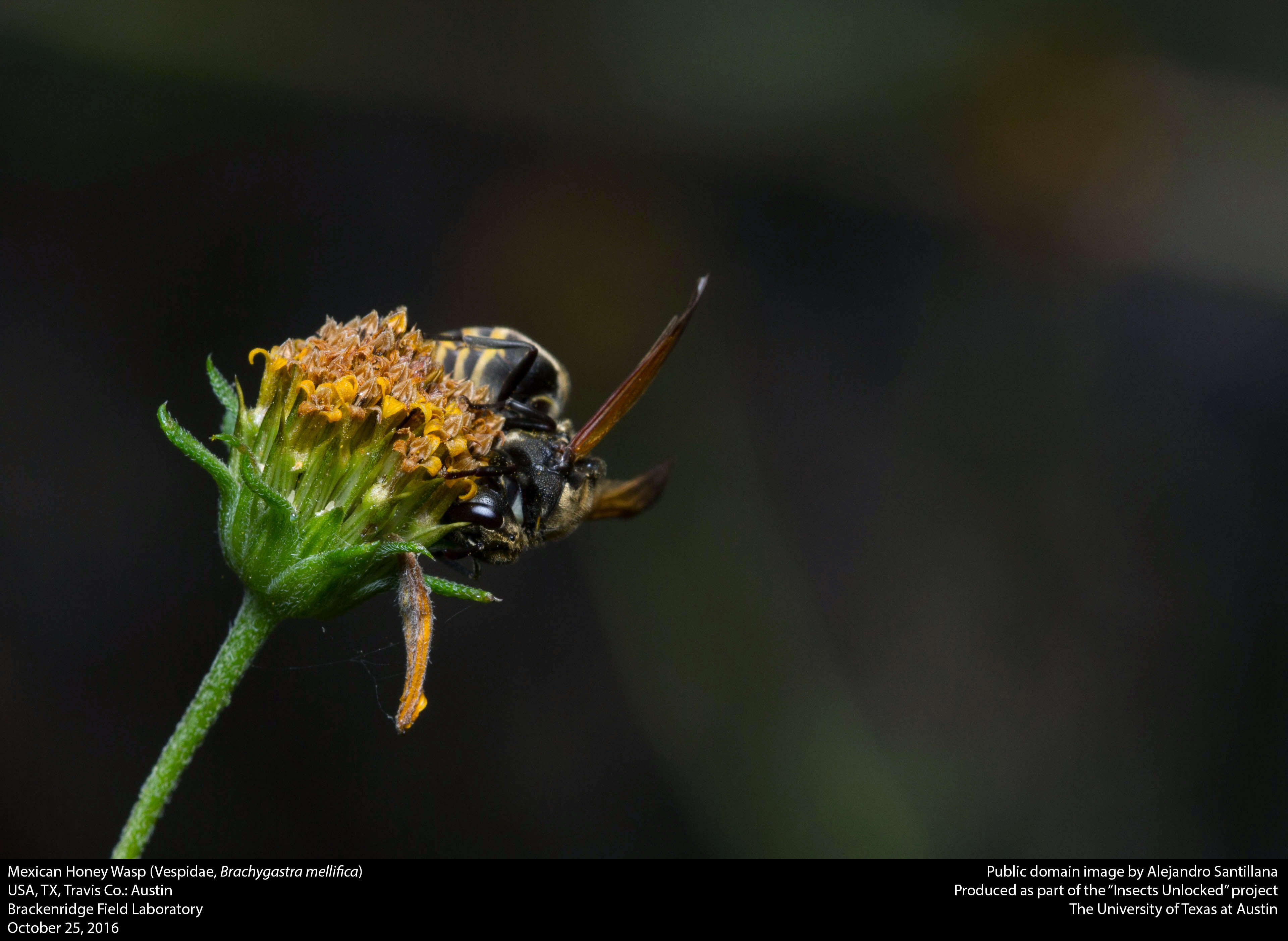 Image of Mexican Honey Wasp