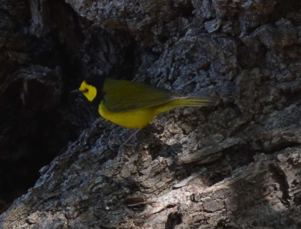 Image of Hooded Warbler