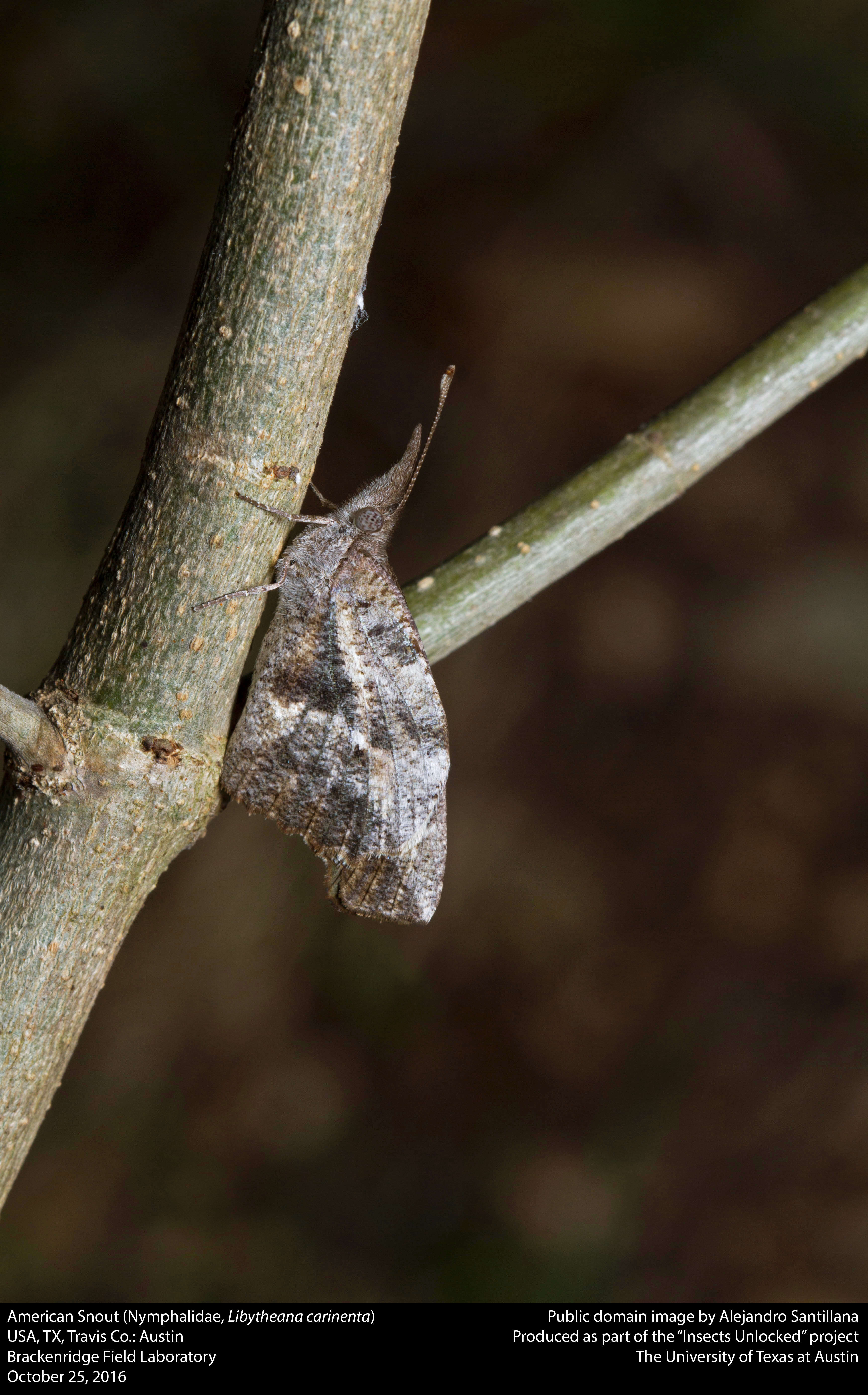 Image of American Snout