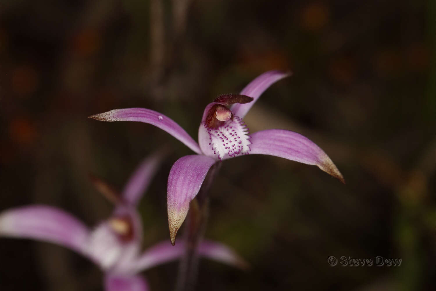 Image of Pink candy orchid