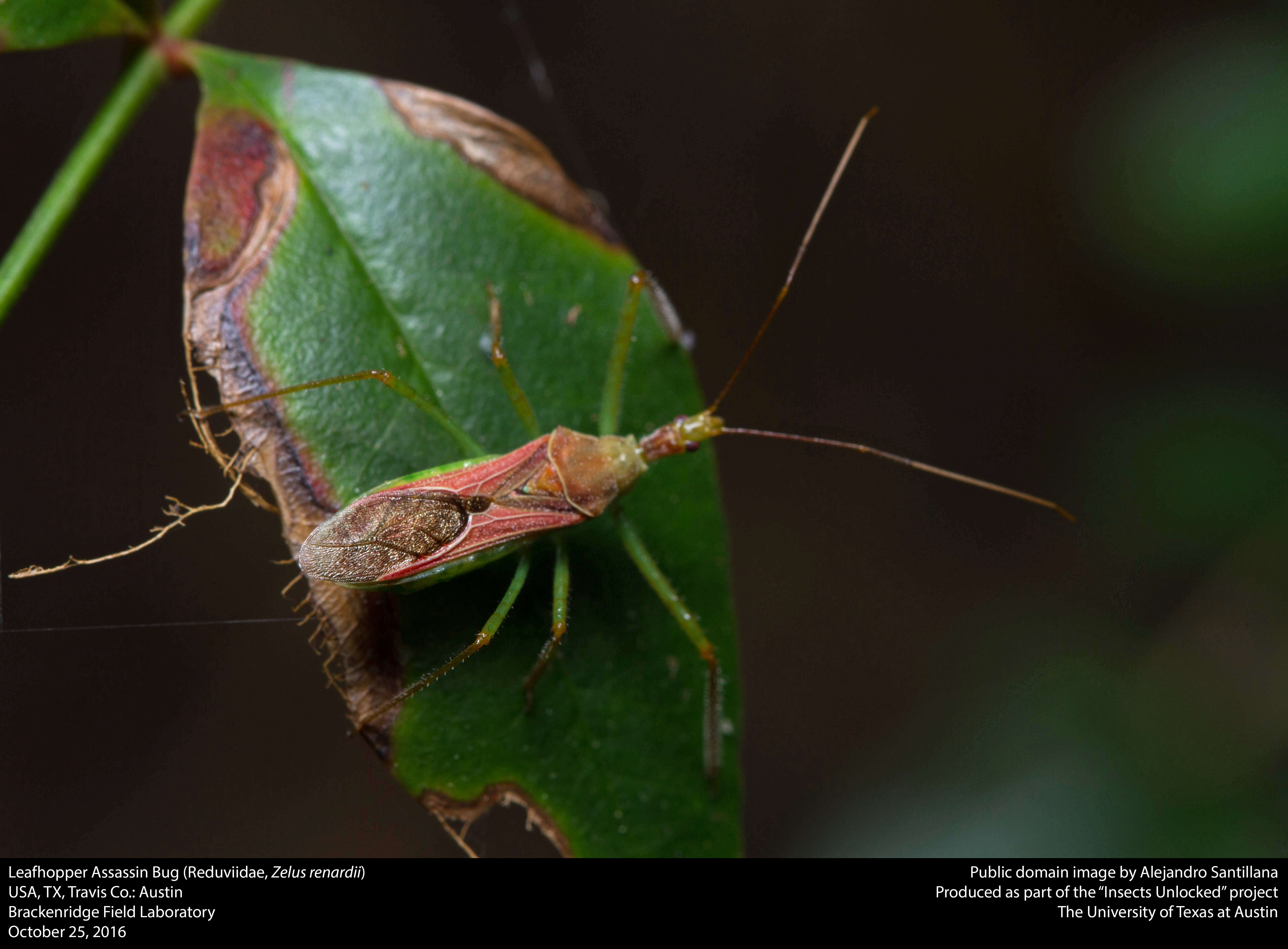 Image of Leafhopper Assassin Bug