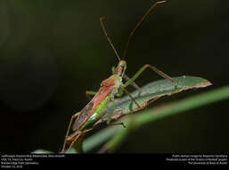 Image of Leafhopper Assassin Bug