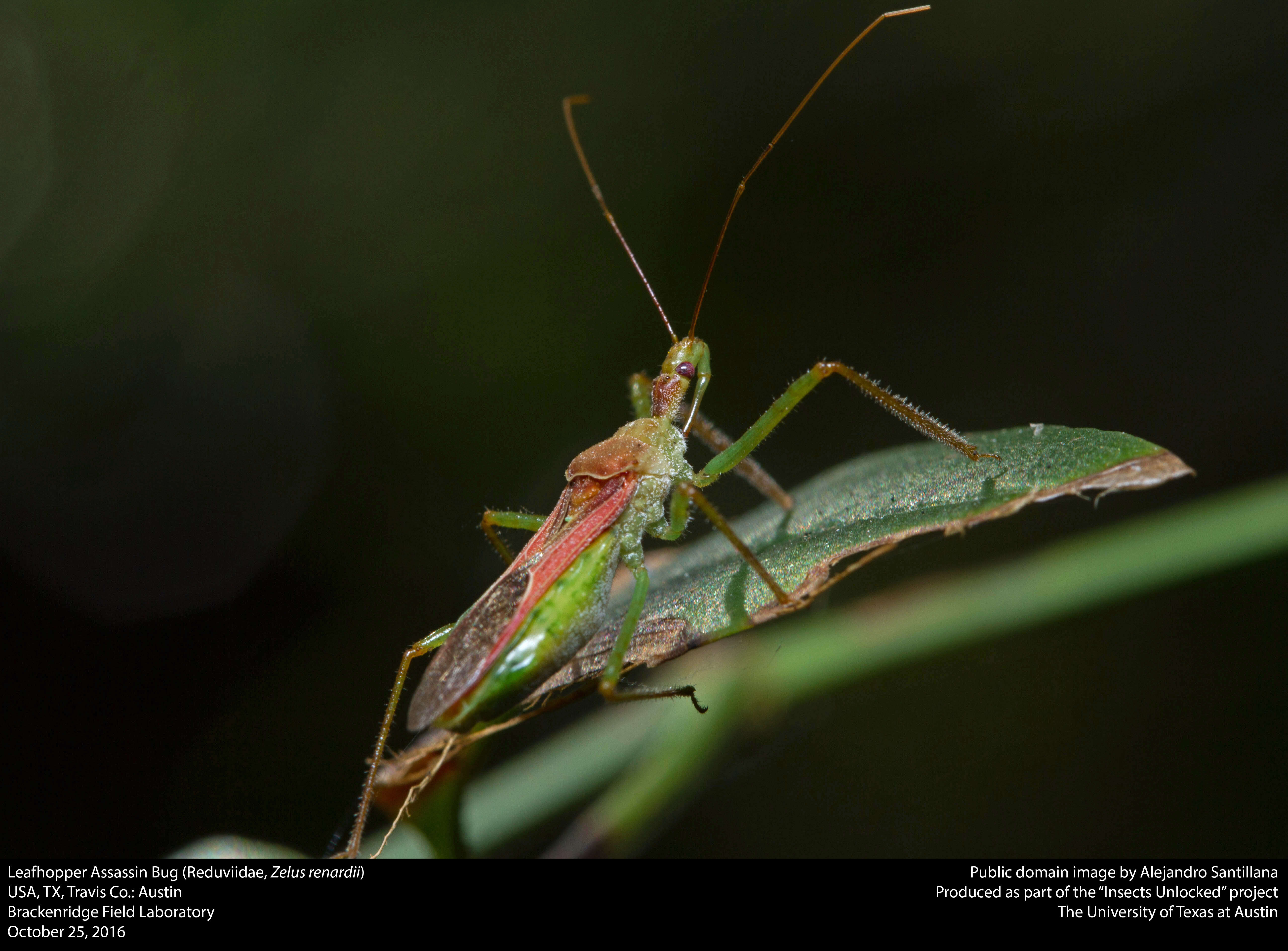 Image of Leafhopper Assassin Bug