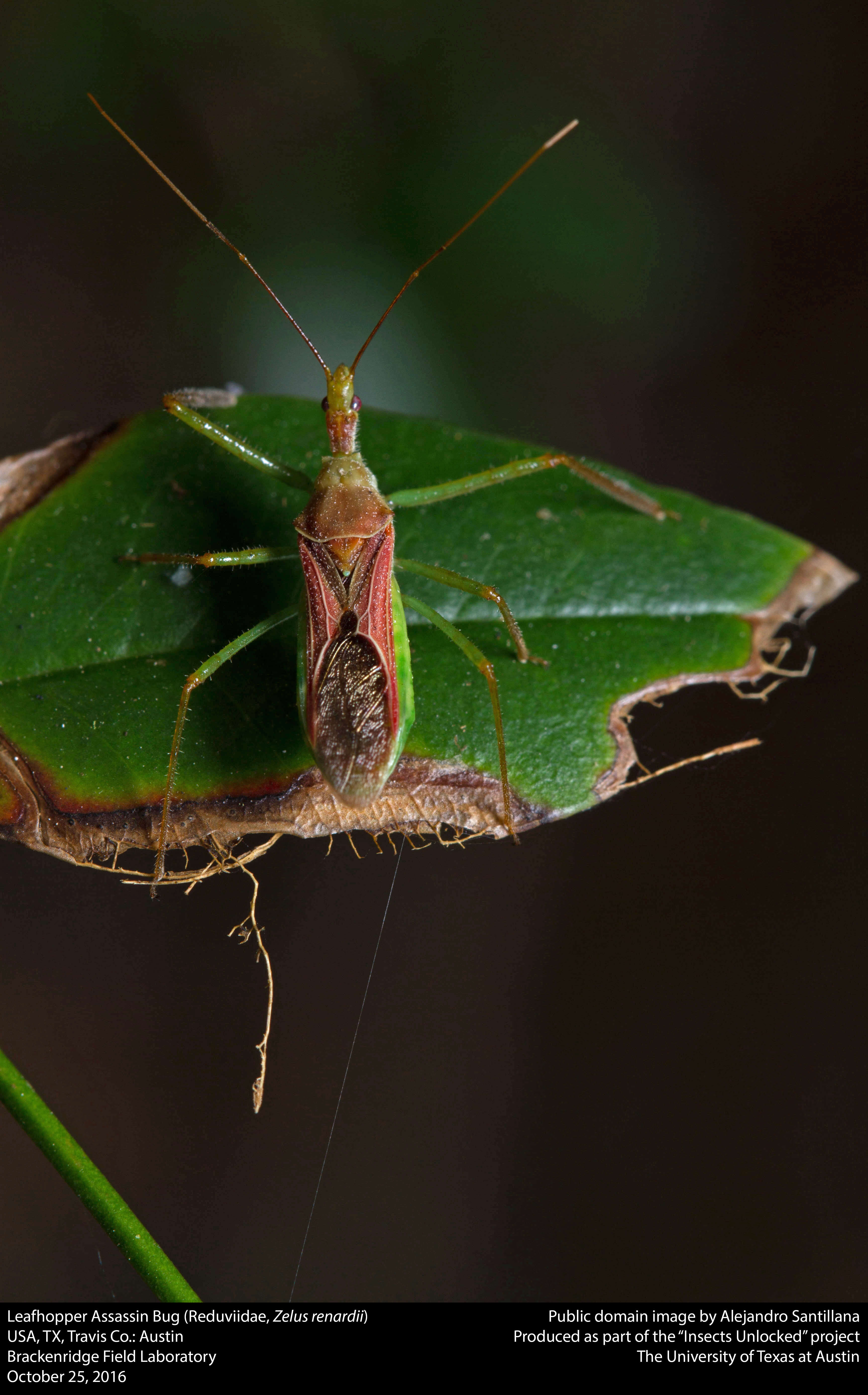 Image of Leafhopper Assassin Bug