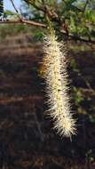 Image of Mimosa tenuiflora (Willd.) Poir.