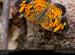 Image of Pearl Crescent