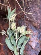 Image de Terminalia supranitifolia N. B. Byrnes