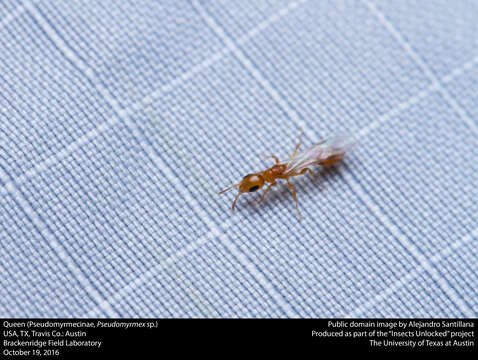 Image of Pseudomyrmex