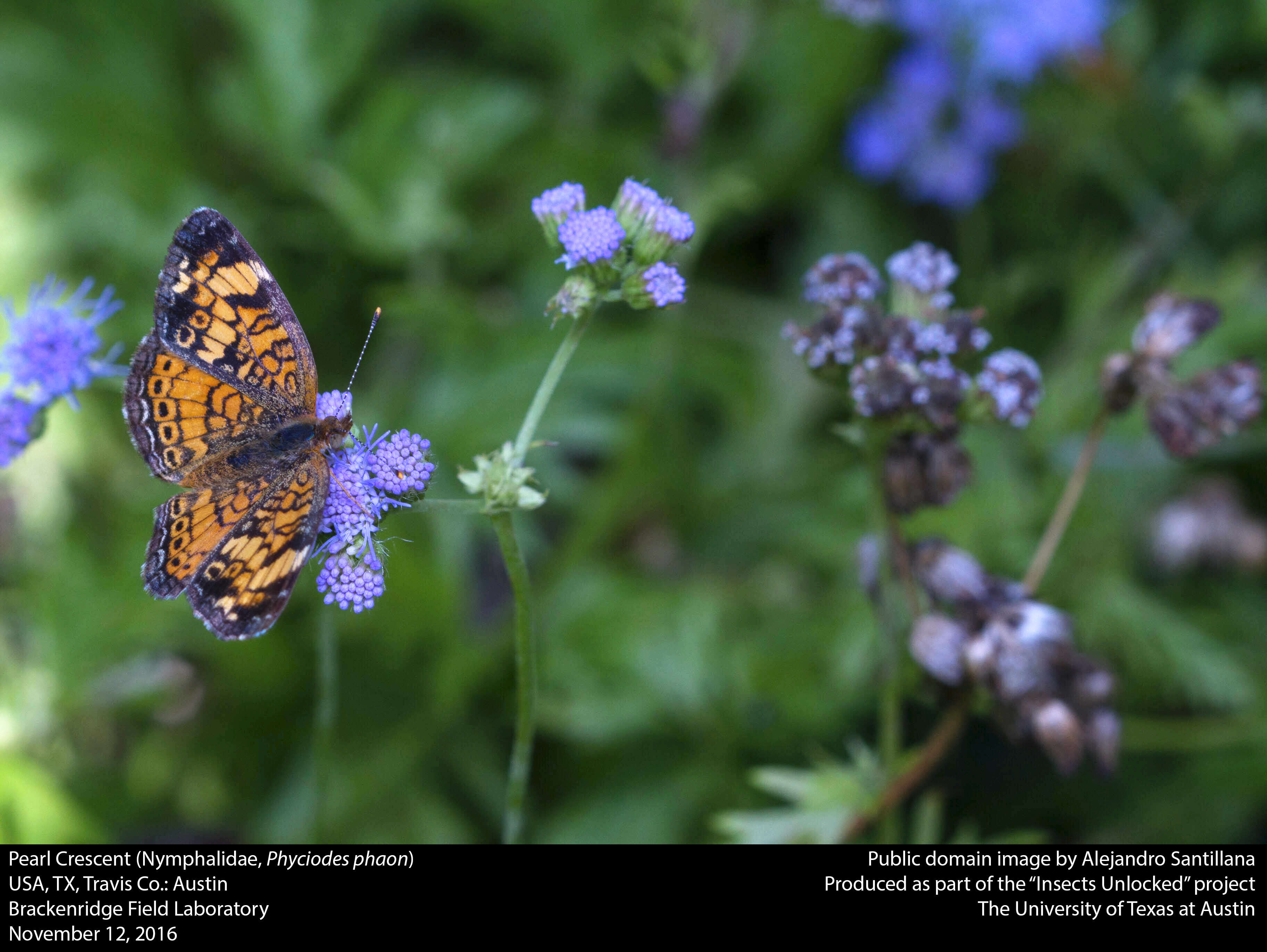 Image of Phaon Crescent