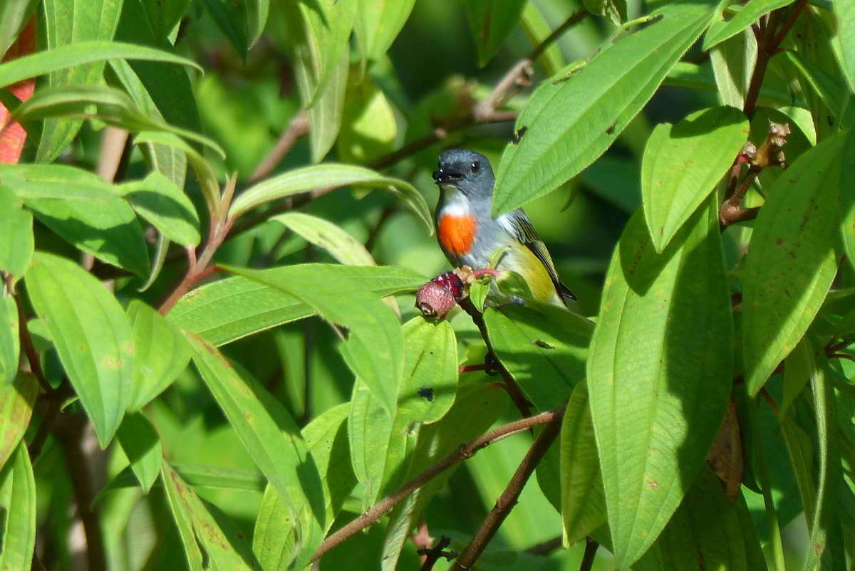 Image of Flame-breasted Flowerpecker