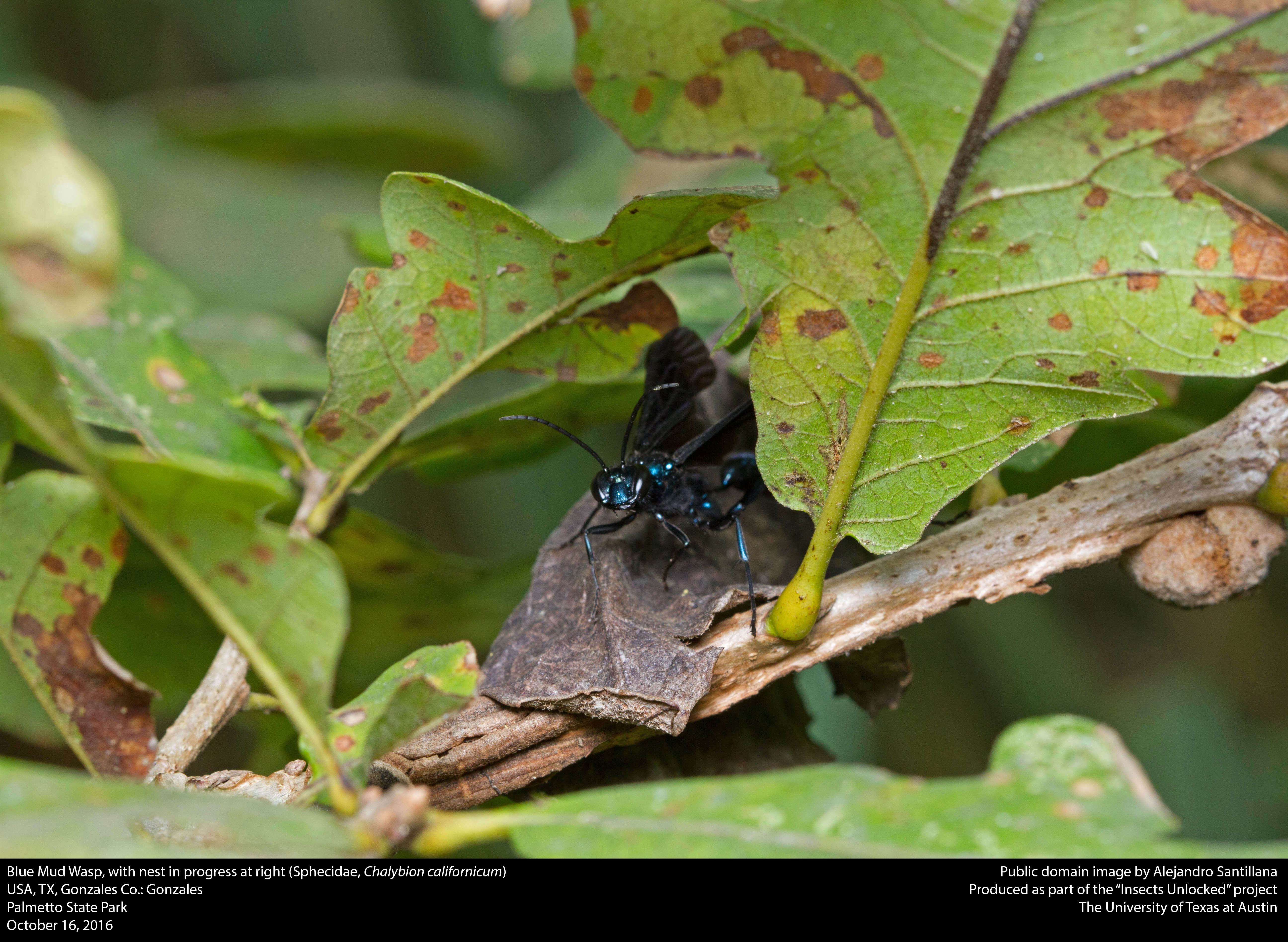 Image of Blue Mud Wasp