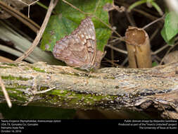 Image de Asterocampa clyton Boisduval & Leconte 1833