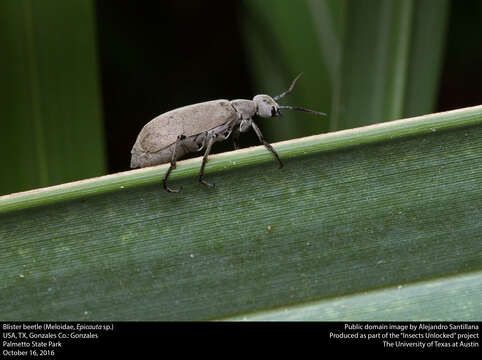 Image of Striped Blister Beetle