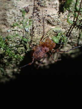 Image de Prasma tuberculata mearosa Forster 1954