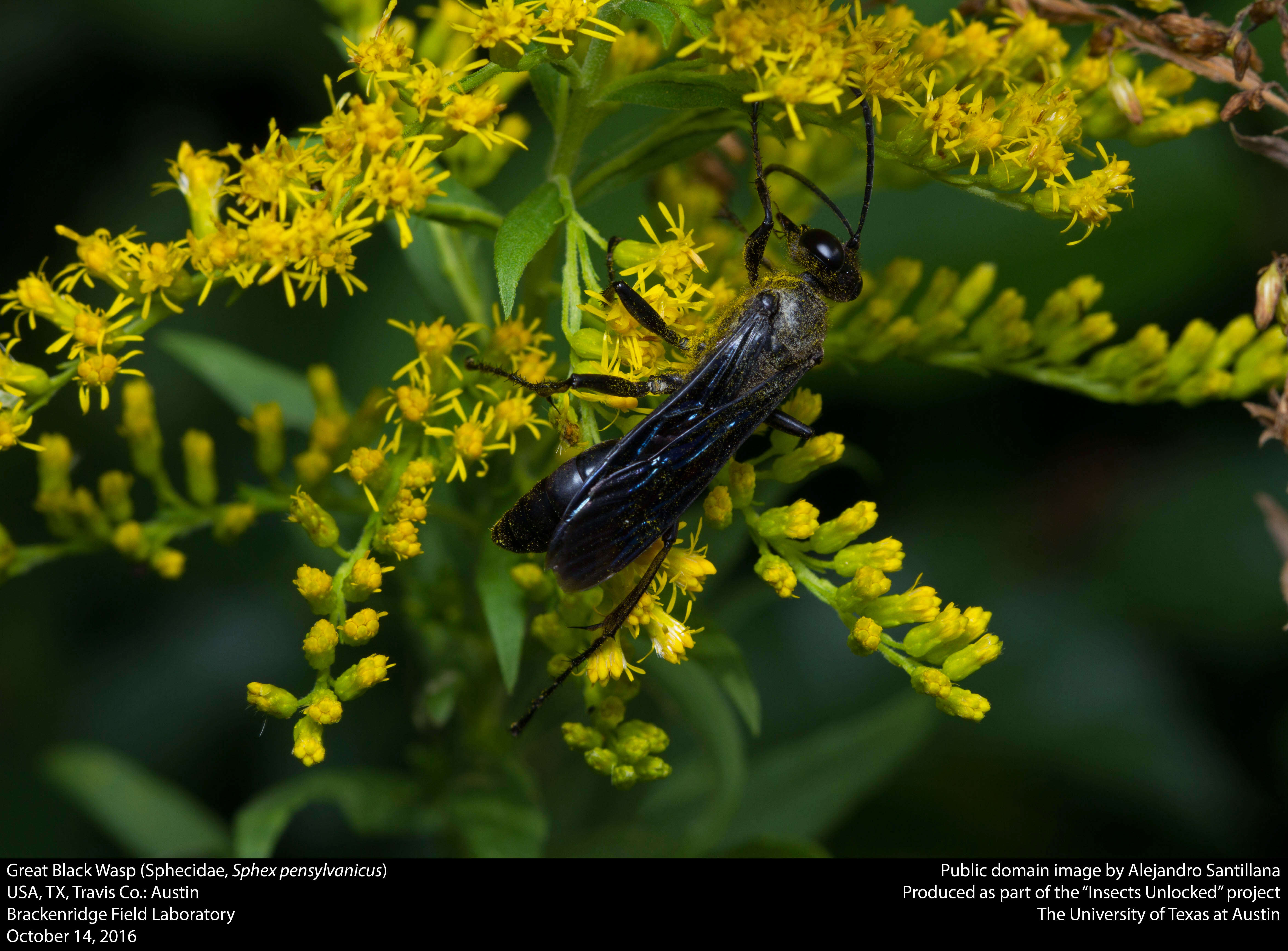 Image of Great Black Wasp