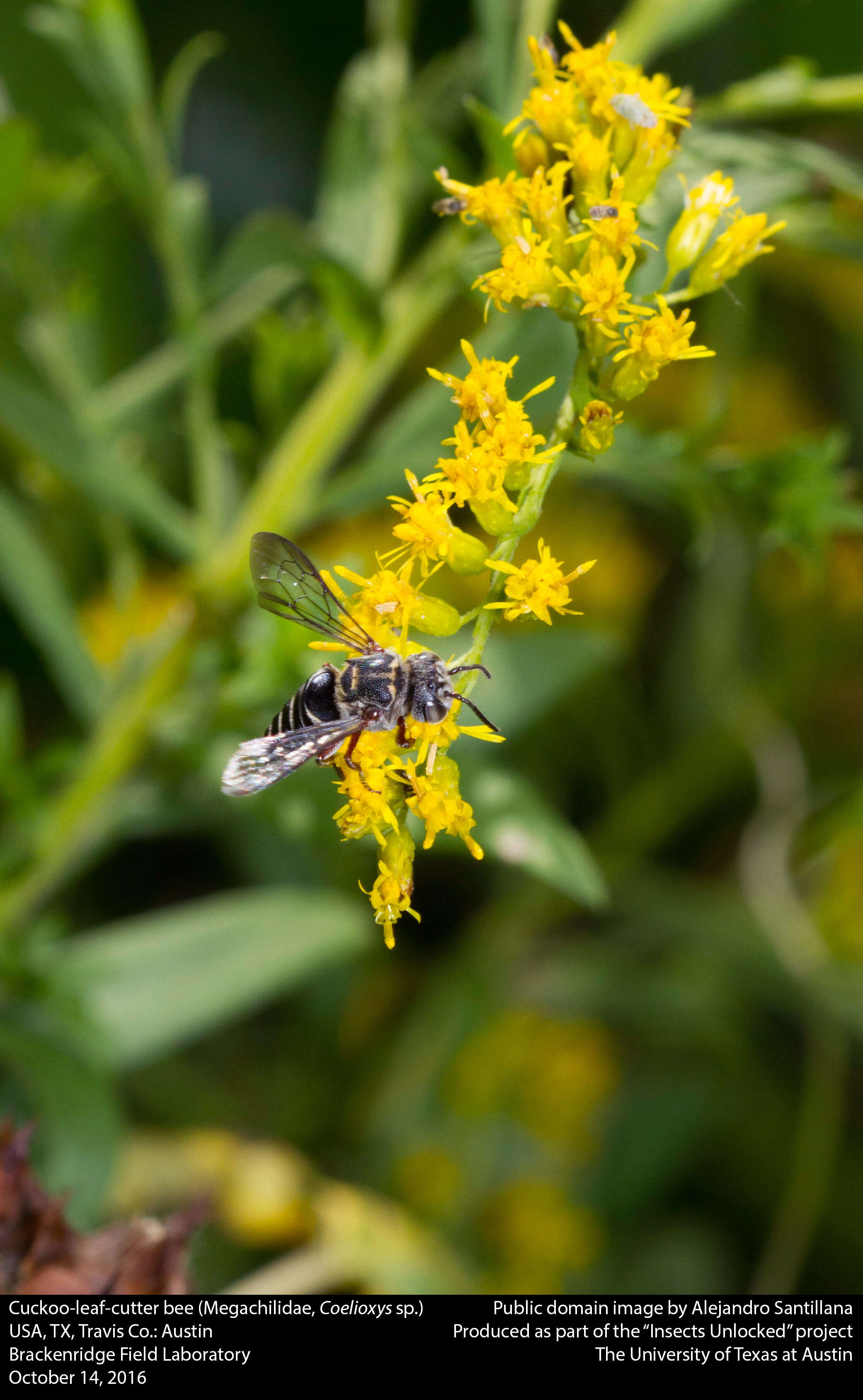 Image of Cuckoo-leaf-cutter Bees