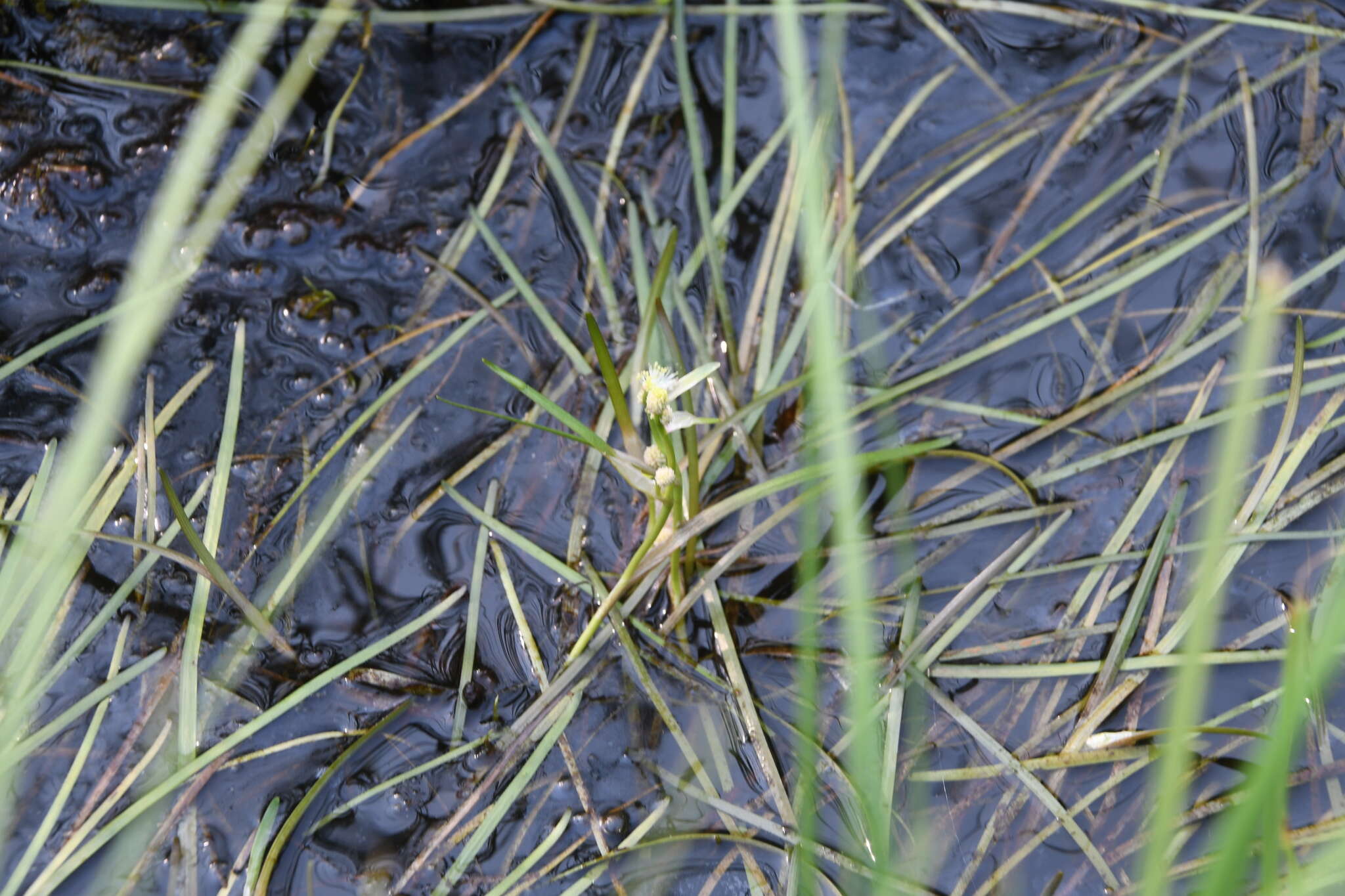 Image of Northern Burr-Reed