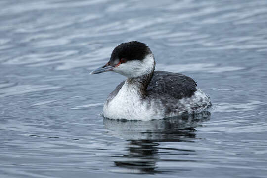 Image of horned grebe (cornutus)