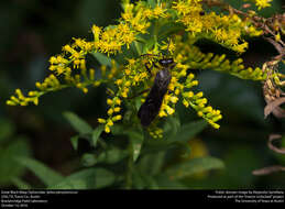 Image of Great Black Wasp