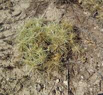 Image of thistle cholla