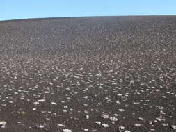 Image of Craters of the Moon cushion buckwheat