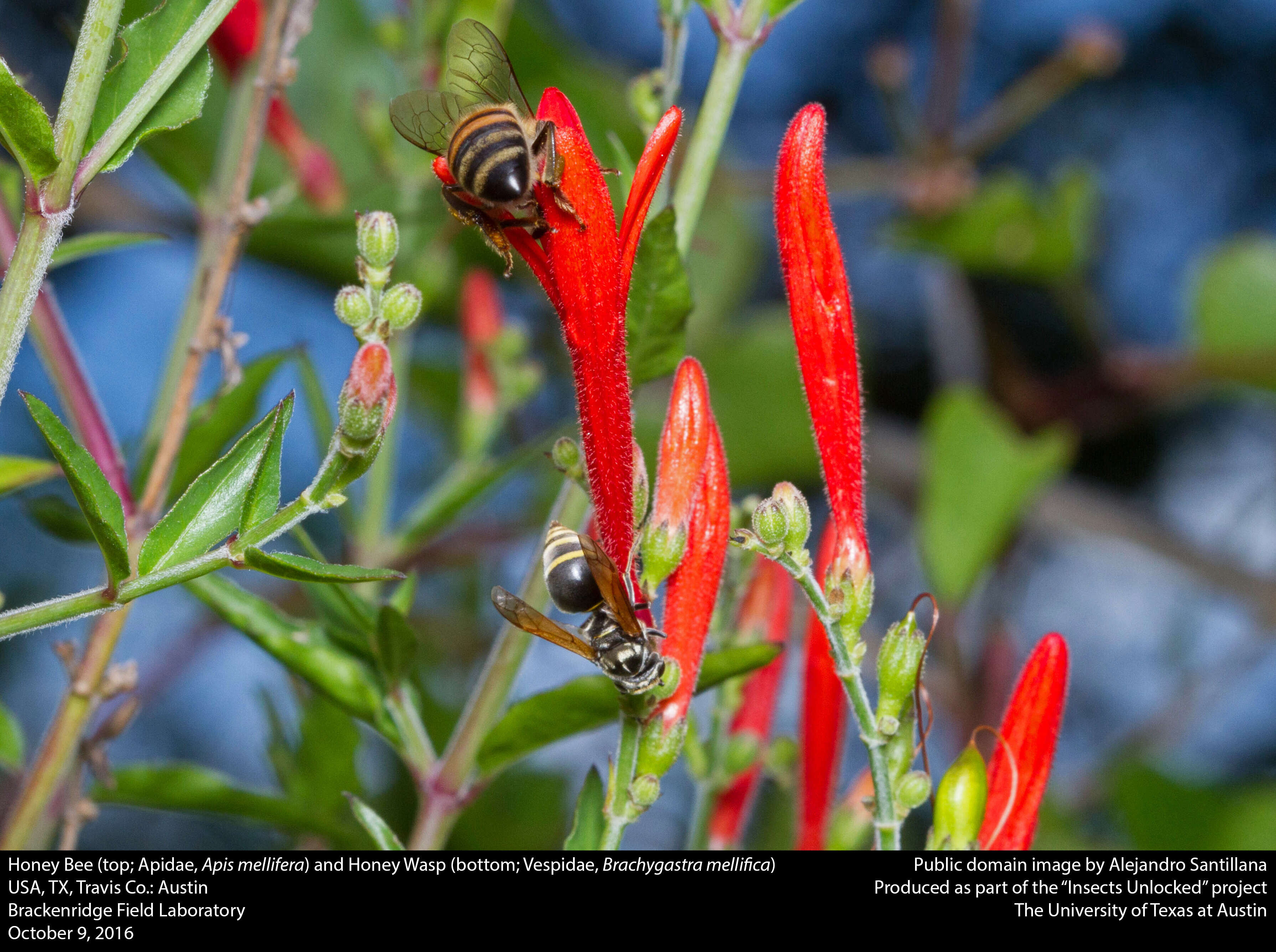 Image of Mexican Honey Wasp