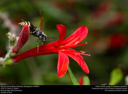 Image of Mexican Honey Wasp