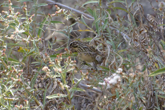 Image of Streaky Seedeater