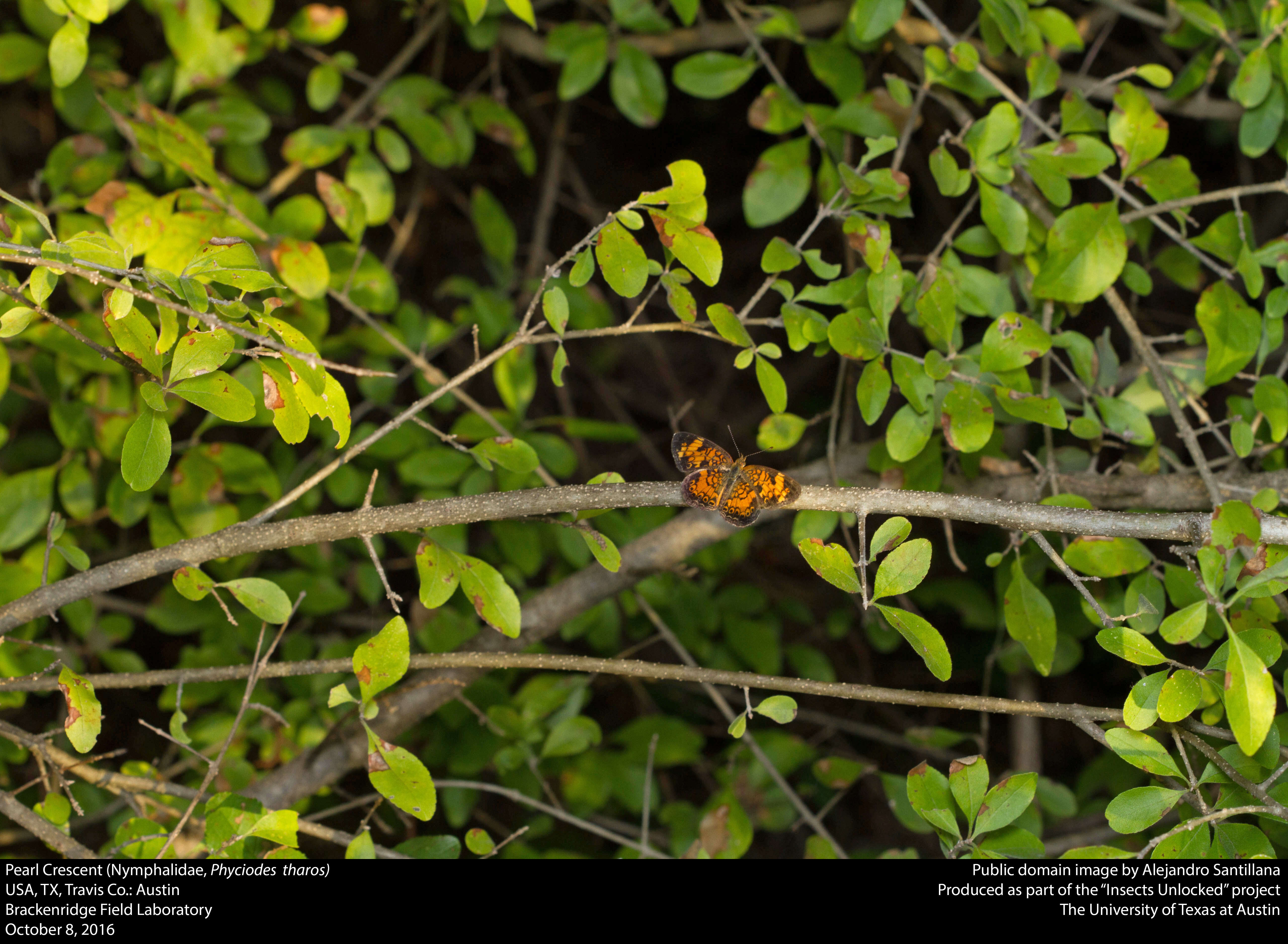 Image of Pearl Crescent