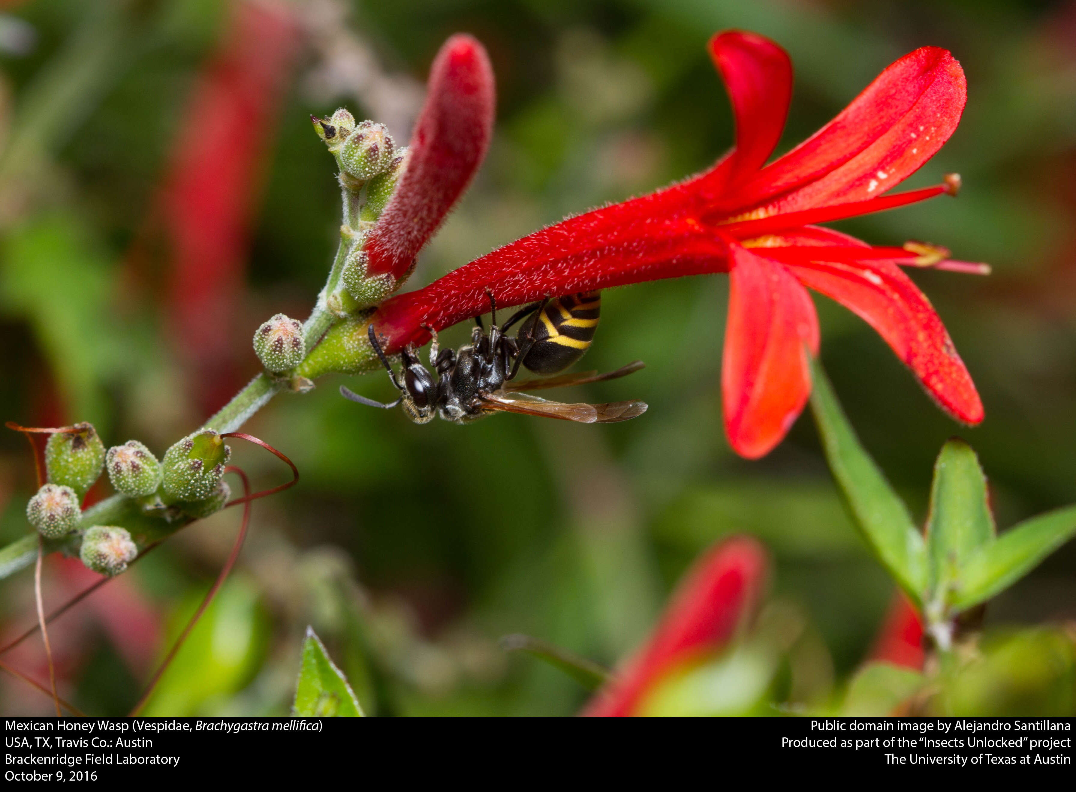 Image of Mexican Honey Wasp