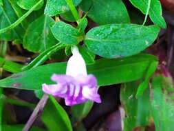 Sivun Ruellia repens L. kuva