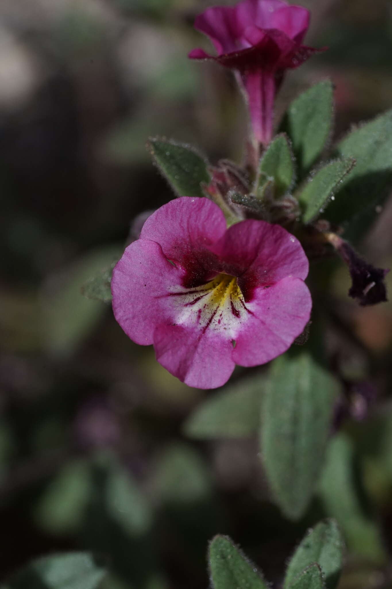 Image of sticky monkeyflower