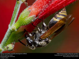 Image of Mexican Honey Wasp