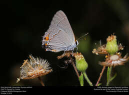 Image of Gray Hairstreak