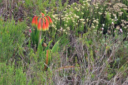 Image of Cyrtanthus obliquus (L. fil.) Aiton