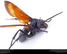 Image of Tarantula Hawks