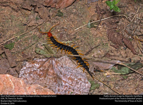 Image of Giant Redheaded Centipede