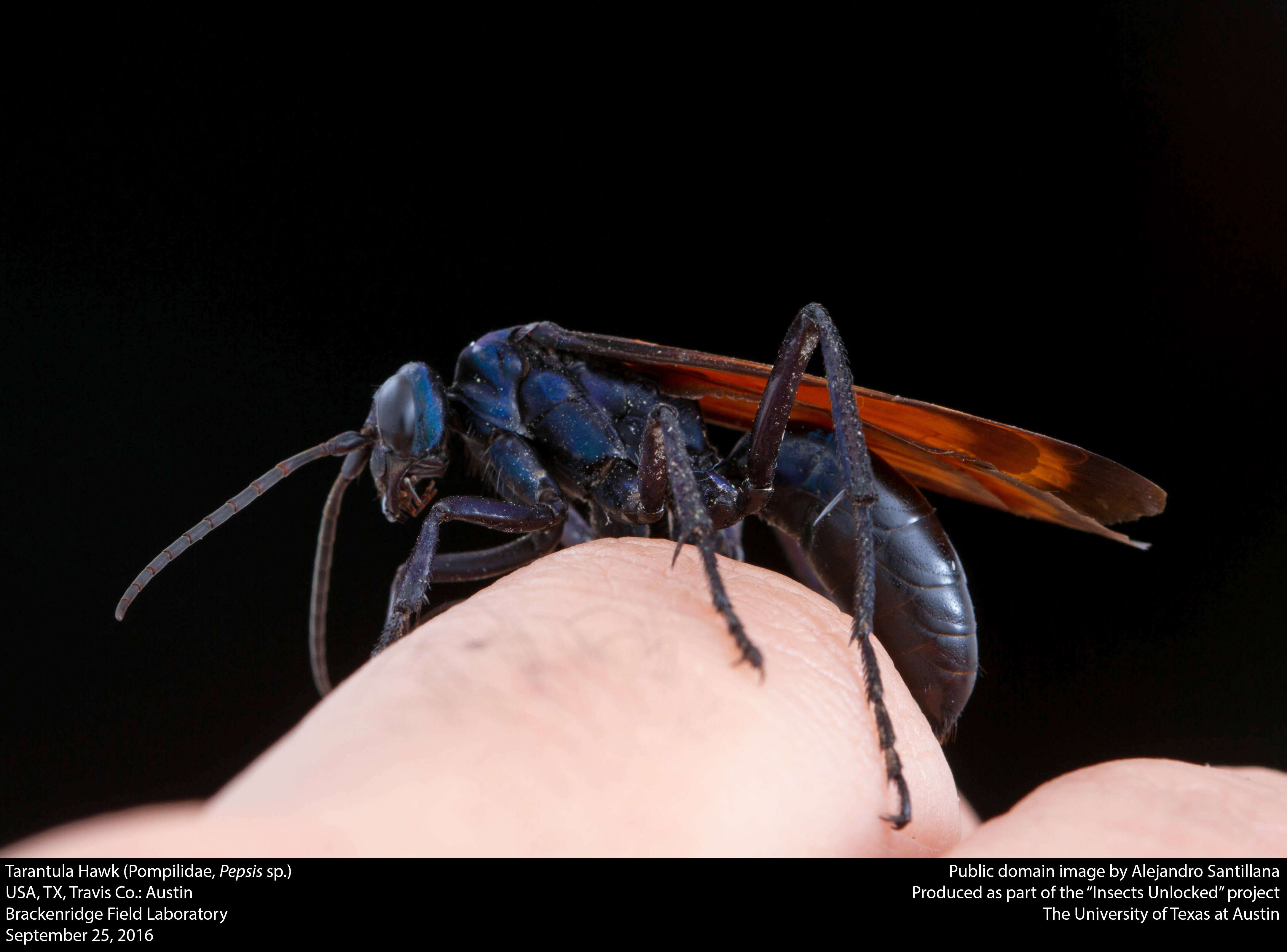 Image of Tarantula Hawks